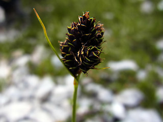 Carex atrata