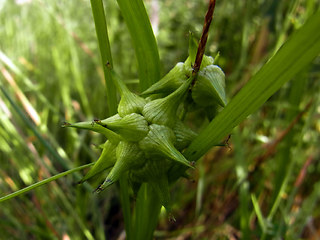 Carex flava