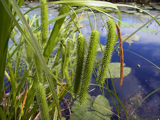 Carex pseudocyperus