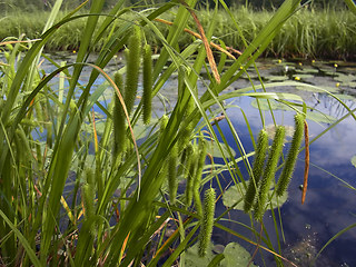 Carex pseudocyperus