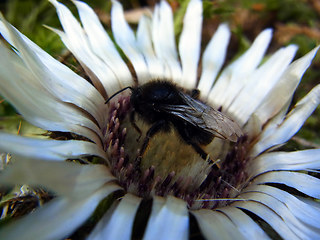 Carlina acaulis ssp. acaulis