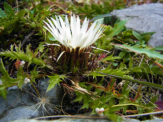 Carlina acaulis ssp. acaulis