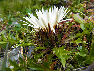 Carlina acaulis ssp. acaulis