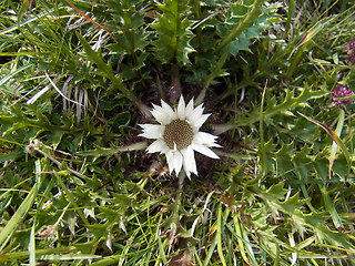Carlina acaulis ssp. acaulis