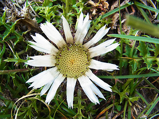 Carlina acaulis ssp. acaulis