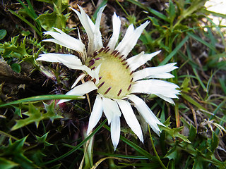 Carlina acaulis ssp. acaulis