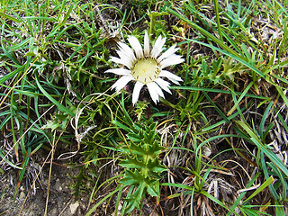 Carlina acaulis ssp. acaulis