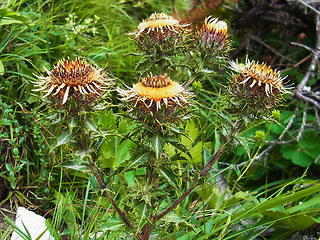 Carlina vulgaris