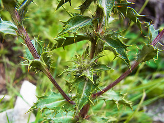 Carlina vulgaris