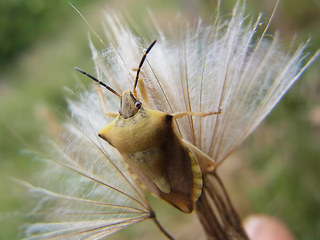 Carpocoris fuscispinus