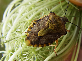 Carpocoris fuscispinus