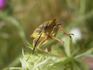 Carpocoris fuscispinus