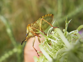 Carpocoris fuscispinus