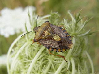 Carpocoris fuscispinus