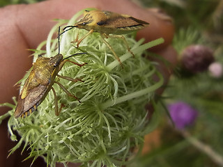 Carpocoris fuscispinus
