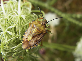 Carpocoris fuscispinus