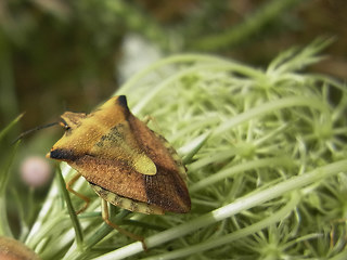 Carpocoris fuscispinus