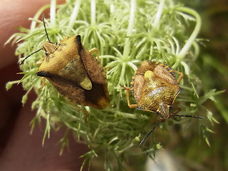 Carpocoris fuscispinus