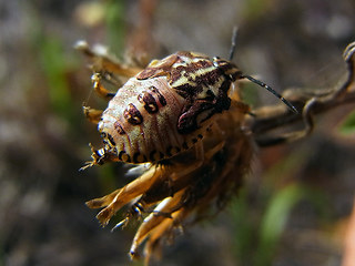 Carpocoris purpureipennis