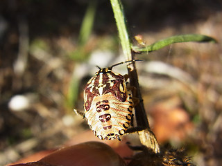 Carpocoris purpureipennis