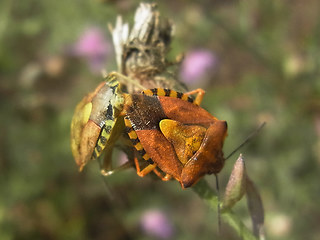 Carpocoris purpureipennis