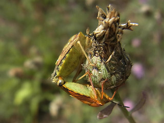 Carpocoris purpureipennis