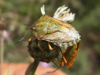 Carpocoris purpureipennis