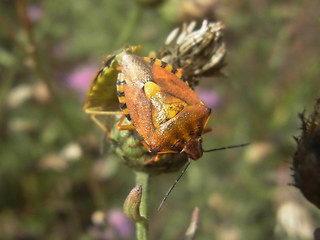 Carpocoris purpureipennis