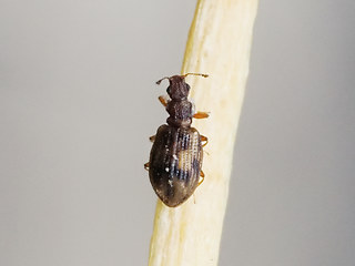 Cartodere bifasciatus