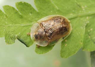 Cassida flaveola