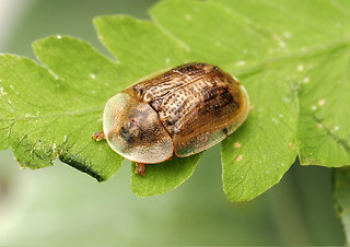 Cassida flaveola