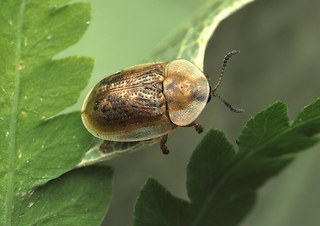 Cassida flaveola