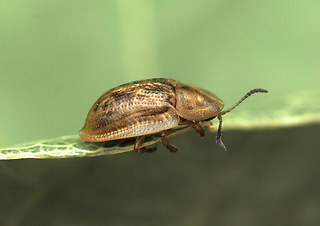 Cassida flaveola