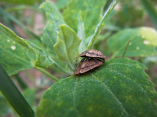 Cassida nebulosa