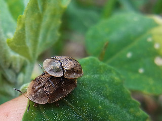 Cassida nebulosa