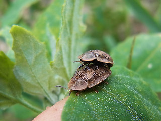 Cassida nebulosa