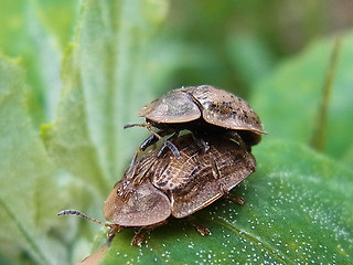 Cassida nebulosa