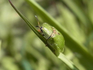 Cassida rubiginosa