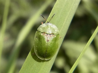 Cassida rubiginosa