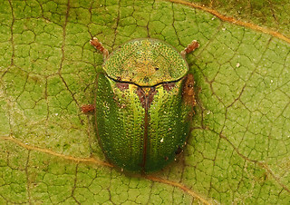 Cassida stigmatica