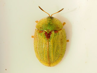 Cassida stigmatica