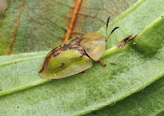 Cassida vibex