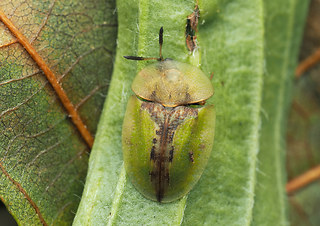 Cassida vibex