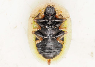 Cassida vibex