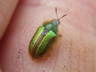 Cassida vittata