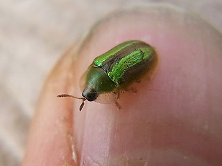 Cassida vittata