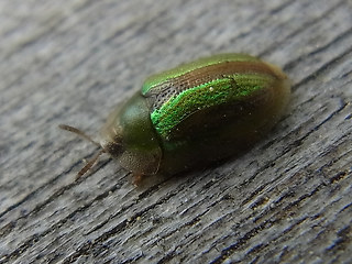 Cassida vittata