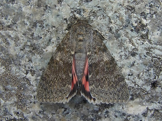 Catocala nupta