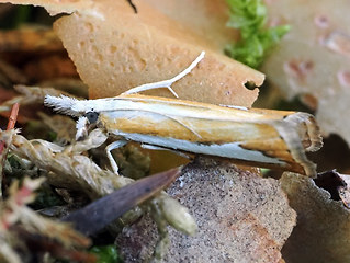 Catoptria margaritella