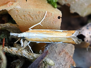 Catoptria margaritella